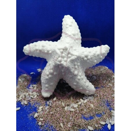 Stella marina in ceramica