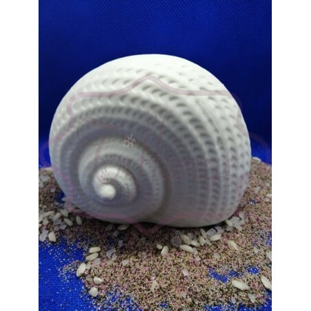 Conchiglia Bursidae in...